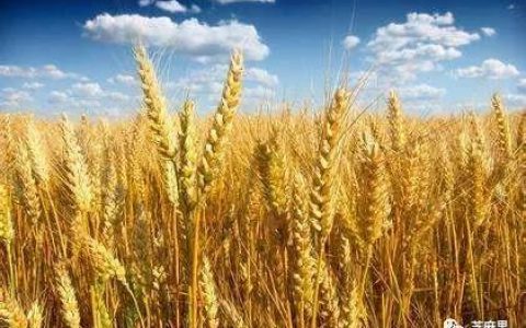 影响小麦期货价格因素有哪些？