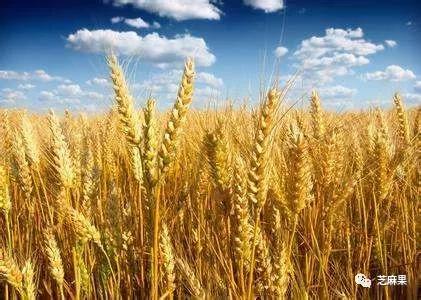 影响小麦期货价格因素有哪些？