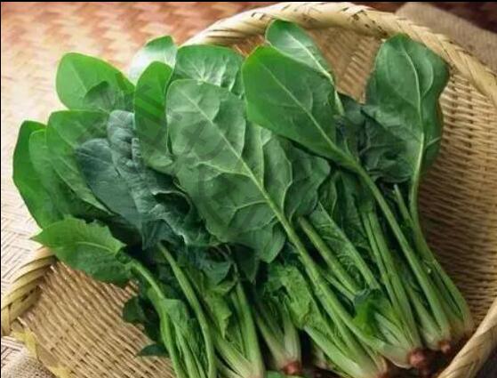 高汇:为什么1300斤菠菜只卖15元